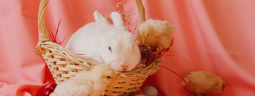 bunny and chick in easter basket with eggs